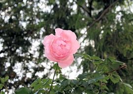 light pink flower bloom closeup