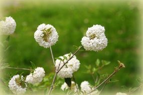 bush with white inflorescences in spring garden