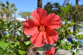 Red bloom plant flower on the resort
