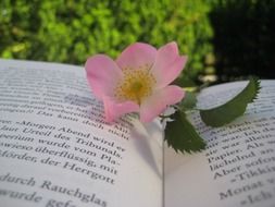 flower nature and book