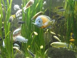 aquarium fish swimming