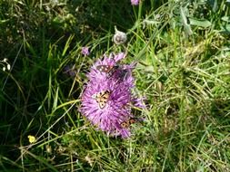 Picture of cirsium acaule flowers in the green grass
