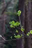 branch with young green sprouts close-up