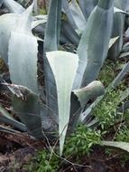 agave cactus