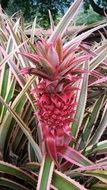 pineapple fruit growing in the garden