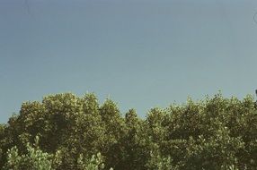 Beautiful and colorful, gradient cloudless sky over the green trees