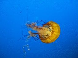 yellow jellyfish in blue sea water