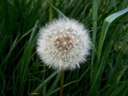 dandelion in the green grass