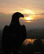 bird of prey silhouette at sunset sky