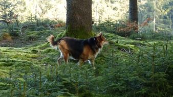 big dog in the green forest