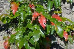 plant with green and red leaves in the forest in the bright sun close-up