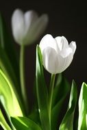 two white tulips, dark background