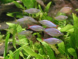 little fish swarm in aquarium