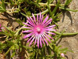 delosperma cooperi on green stems