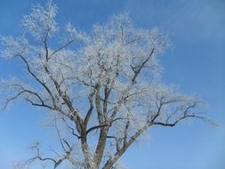 Tree with the white leaves