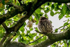 owl on a tree branch