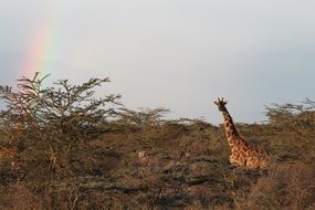 giraffe in the wild in africa