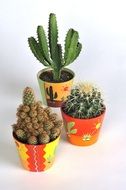 different cacti in flower pots