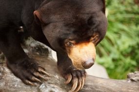 asian sun black bear