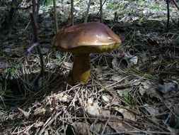 brown mushroom among dry leaves in the forest