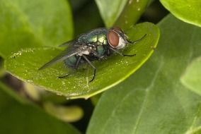 green fly on a green plant close-up