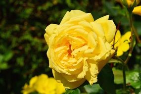 yellow rose in a greenhouse