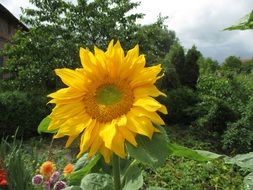 sunflower near the trees