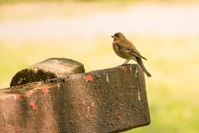 the bird is sitting on a stone