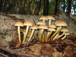 mushrooms with long stipes