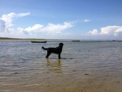 black dog in the water by the lake