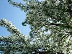 white flowering tree on a background of blue sky