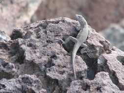 lizard relaxing on rock