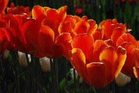 red tulips with a yellow rim in the garden