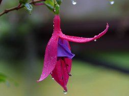 flower in the rain close-up on a blurred background