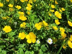 ranunculus acris flowers on the wild meadow