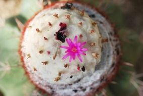 white topped cactus with pink flower