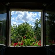 blooming red geranium window view
