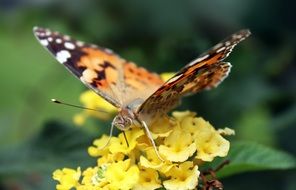 butterfly insect on the yellow flower petals