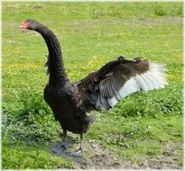 black swan dance, funny goose