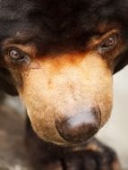 muzzle of a bear closeup