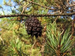 pine cone on tree branch