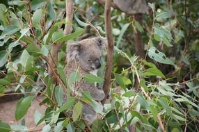 photo of winning koala in Australian forest