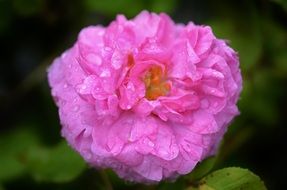 pink flower after rain