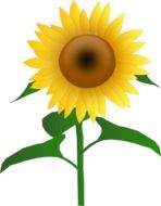 Beautiful yellow sunflower on a stalk as a graphic illustration at white background