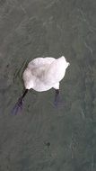 swan bird in the water