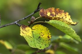 Macro picture of autumn leaves