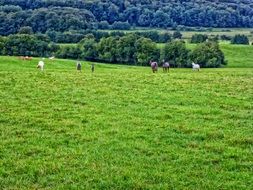 horsies on green meadow at forest, scenic landscape, france, ardennes
