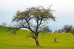 tree on the green meadow