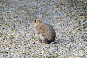 rabbit mammal brown