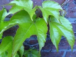 gorgeous vine leaves